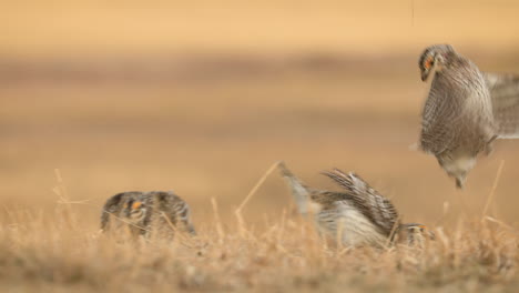 sharp tailed grouse dancing, fighting intensely during mating ritual