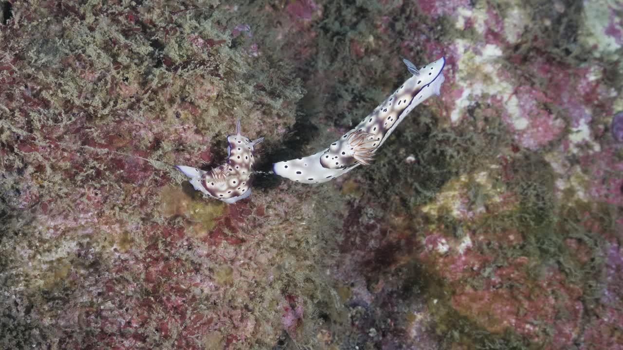 Unique underwater view of sea slugs displaying mating behavior on a coral reef deep below the ocean. Marine science