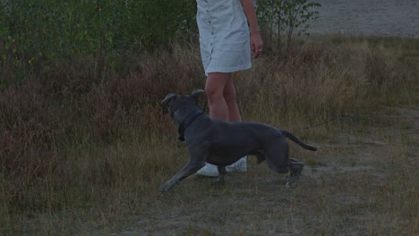 Young-woman-playing-fetch-with-American-Stafford