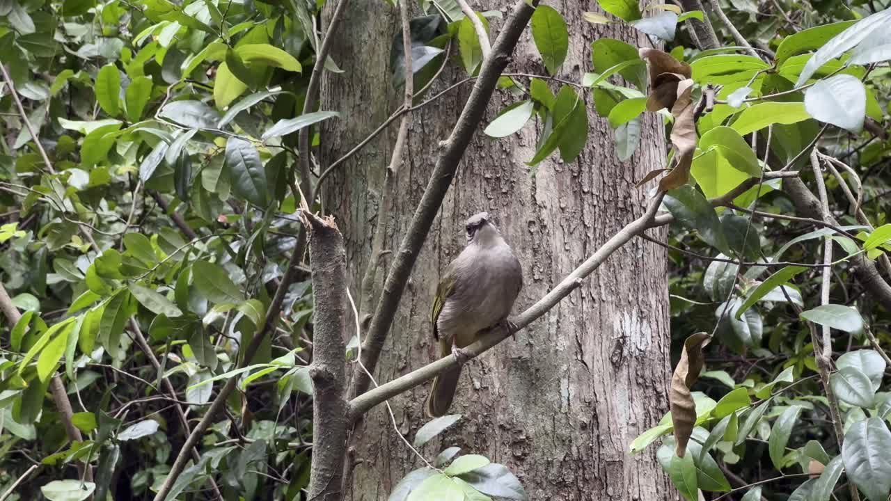 ave marrón de tamaño mediano, bulbul de alas de oliva, pycnonotus plumosus con alas de diagnóstico de color verde oliva que se encuentran comúnmente en bosques de tierras bajas y matorrales
