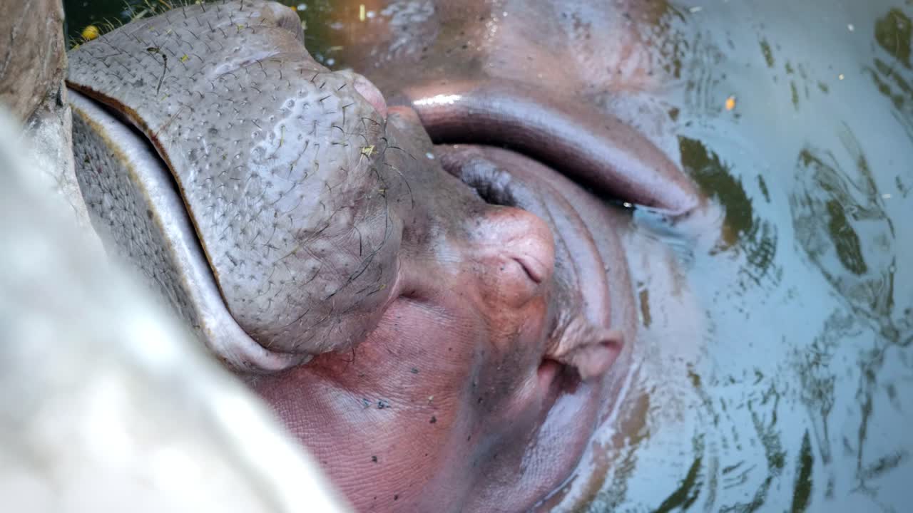 Close-Up of a Hippopotamus Eating and Drinking in a Pond in Captivity at the Chiang Mai Zoo in Chiang Mai, Thailand