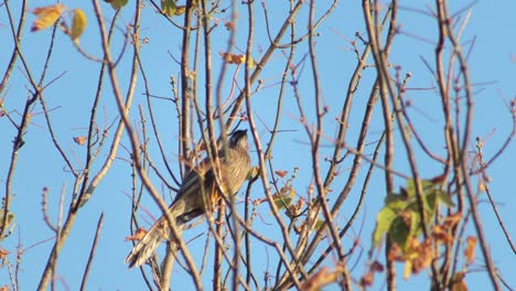 wattlebird on bare tree branch australia victoria gippsland maffra daytime clear blue sky