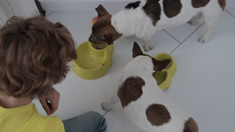 top view of two dogs eating and a child caresses one of them kneeling on the floor