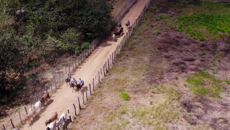 vaqueros haciendo un arreo de ganado en una granja en penonomé, panamá