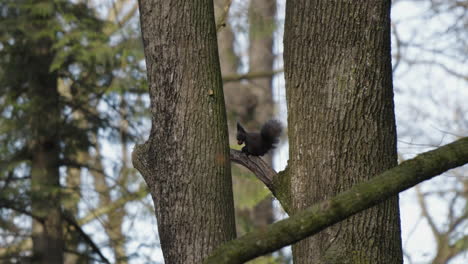 squirrel sits on branch and prepares to eat, looks around, then moves behind the tree trunk