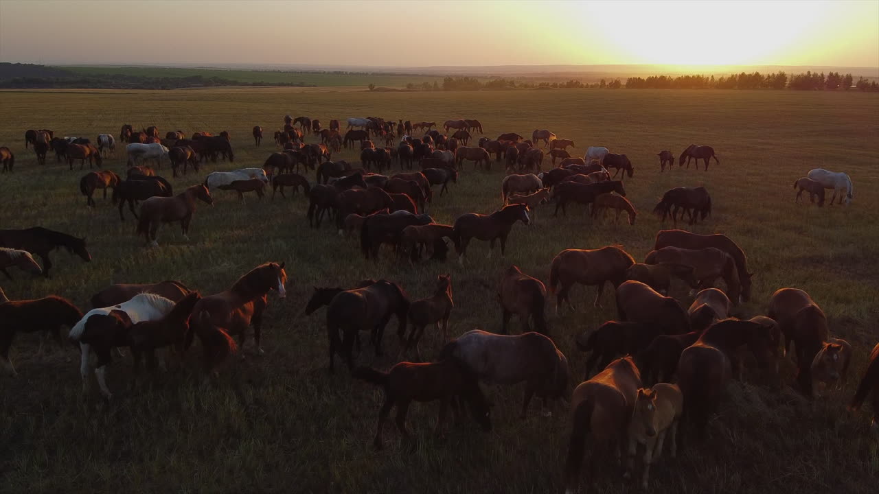 Konie pasące się na polu o zachodzie słońca