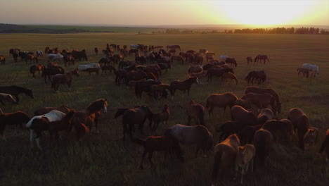 caballos pastando en un campo al atardecer
