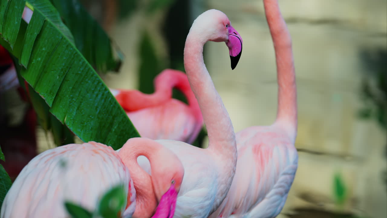 Close up of beautiful, pink flamingos standing in water at a zoo