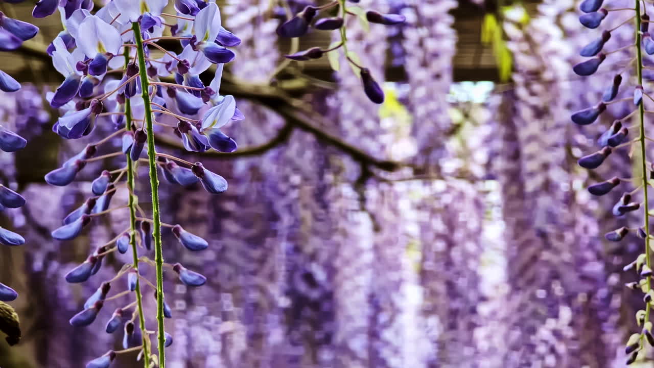 Purple wisteria flowers hang in dense cascading clusters for a natural background with copy space