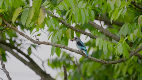 Halcyon-Senegalensis-Steht-Auf-Einem-Ast-Im-Regenwald-Von-Gabun