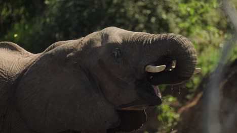 Elefant-Trinkt-Wasser-Aus-Einem-Fluss-Mit-Grünem-Laub-Im-Hintergrund