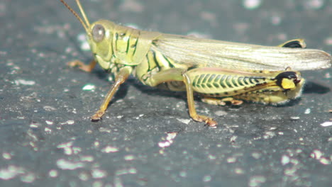 primer plano de saltamontes desde el lado alejándose