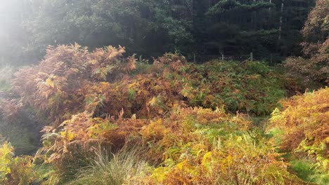 Woodland-country-scene-with-golden-autumn-ferns-and-sunlight-glare-coming-in-from-the-left