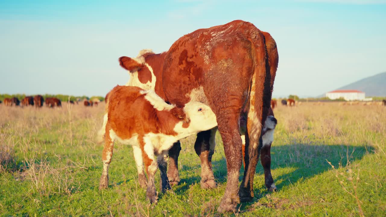 Calf Suckling from Mother Cow in a Field