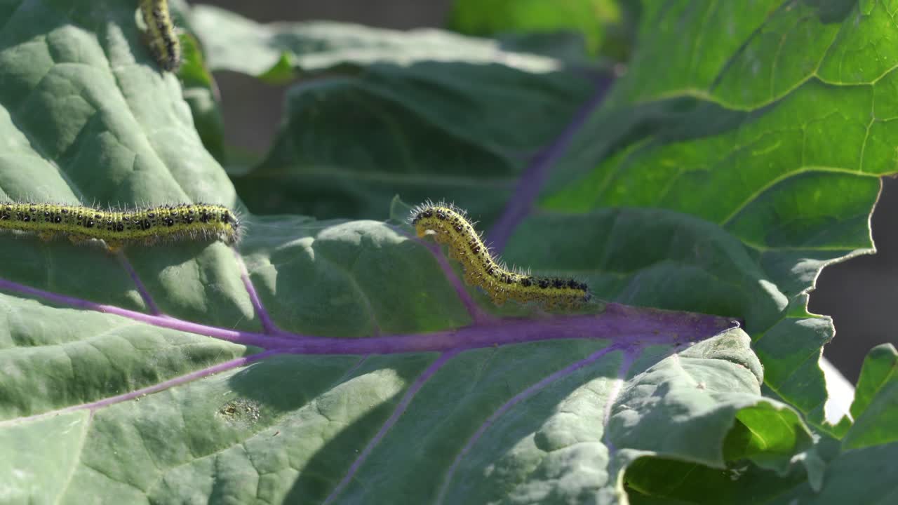 гусеницы на листьях капусты