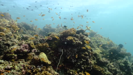 Coral-Reef-Underwater-With-Variety-Of-Fishes-Swimming..4k