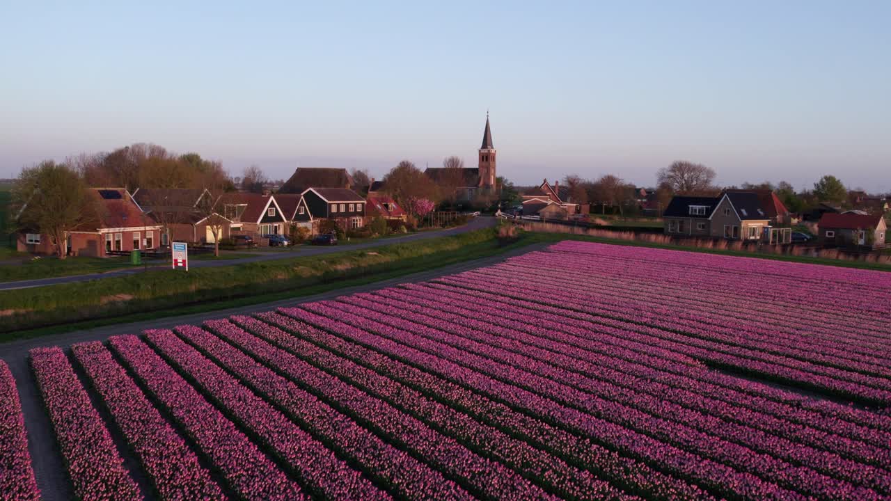 Campi di tulipani colorati e prati al tramonto, Schettens, Frisia, Paesi Bassi