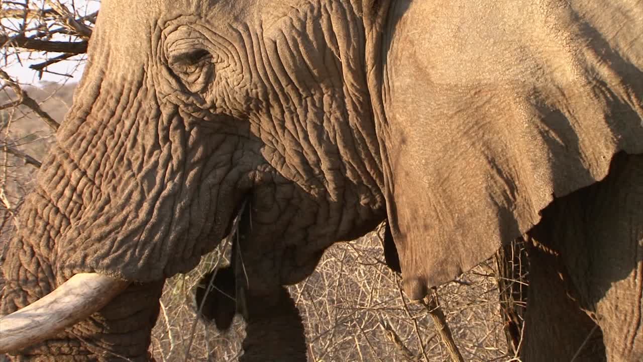 마른 덤불에서 먹이를 먹고 있는 수컷 아프리카 코끼리, 최근에 코끼리가 물을 건넜음을 보여주는 머리의 옆면 클로즈업 샷, 여전히 워터마크가 보입니다.