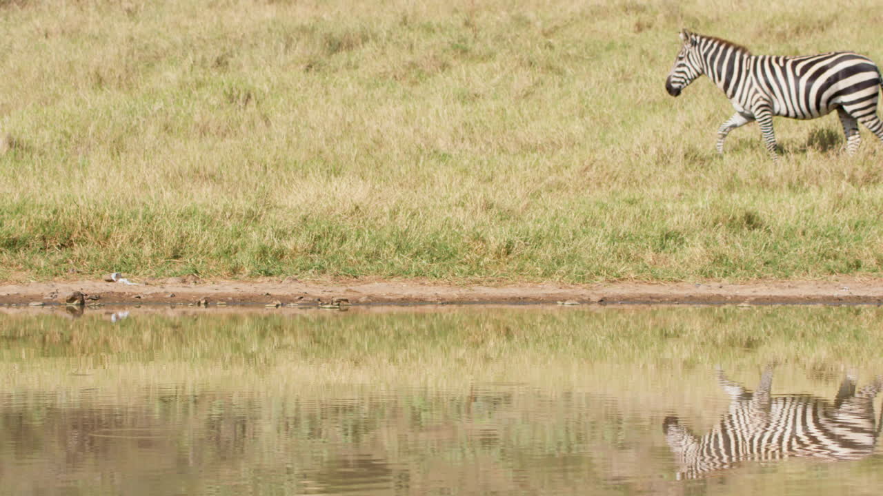 Zebra che cammina lungo la pozza d'acqua nella savana