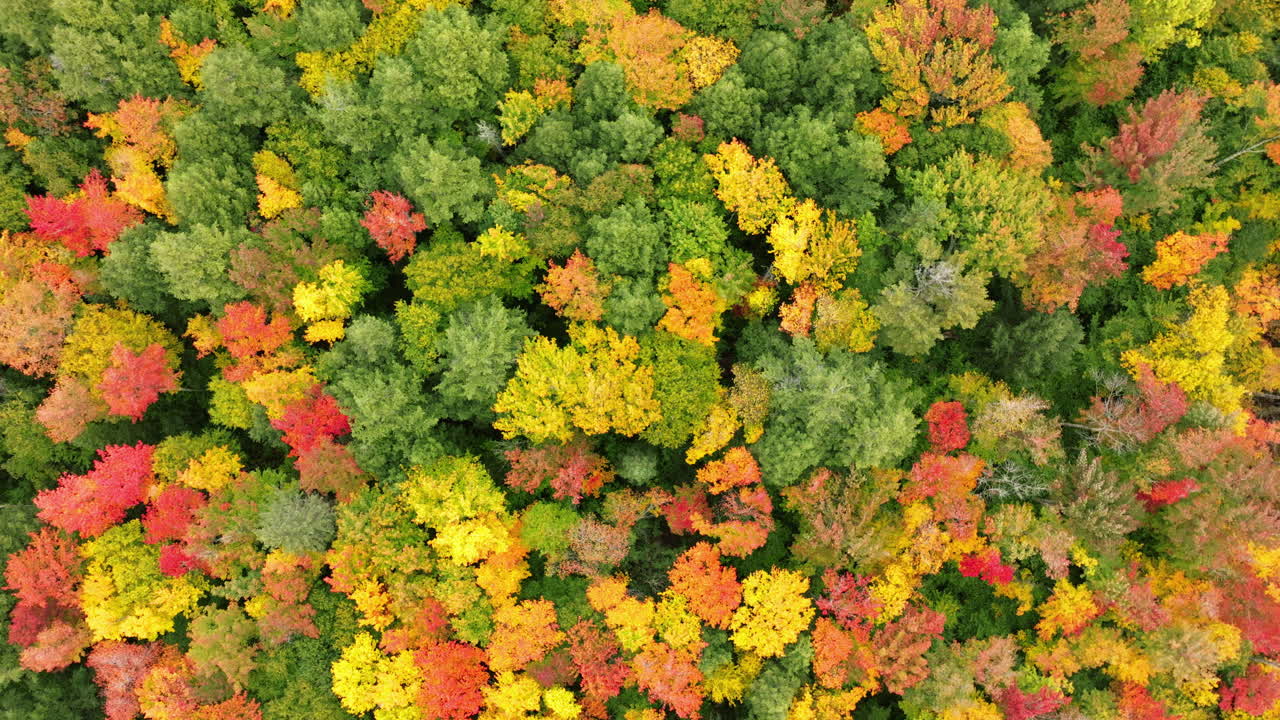 전체 가을 색상의 큰 낙엽수림을 내려다보는 드론 샷