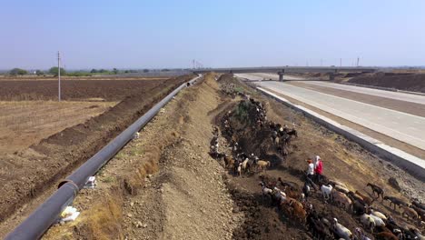 Goatherd-Herding-A-Large-Herd-Of-Goats-On-The-Roadside-Of-Expressway-With-Pipeline-Work