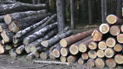pile of wood. a view of huge stacks of logs.