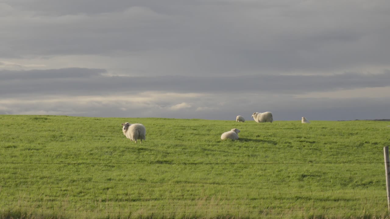 величественный исландский луг с спокойными овцами, пасущимися под облачным полотном