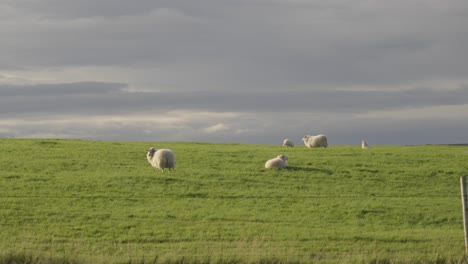 Majestuosa-Pradera-Islandesa-Con-Serenas-Ovejas-Pastando-Bajo-Un-Lienzo-Nublado