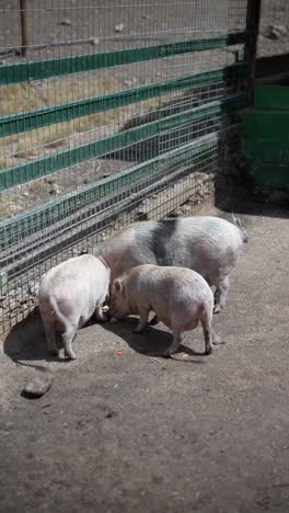 three pigs in a pen