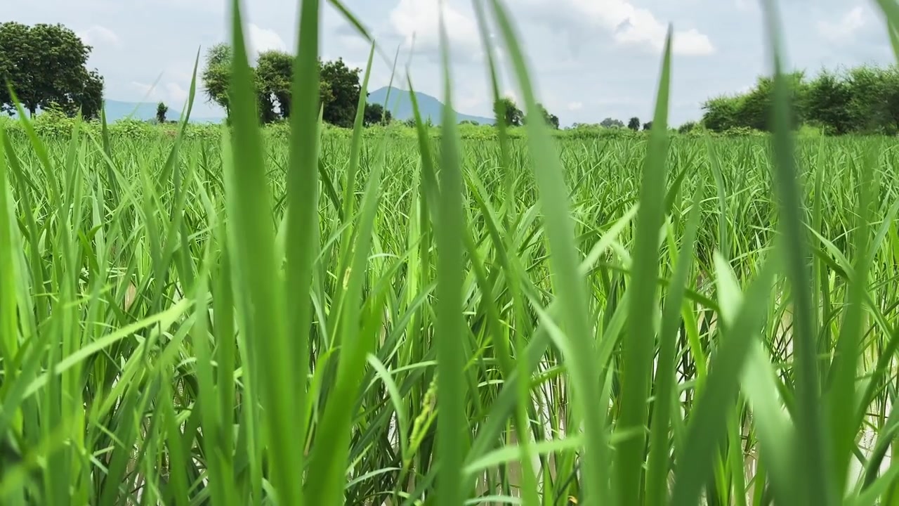 Lento movimento della telecamera attraverso vivaci piante di riso verdi che crescono in un fertile paesaggio rurale sotto un cielo estivo luminoso.