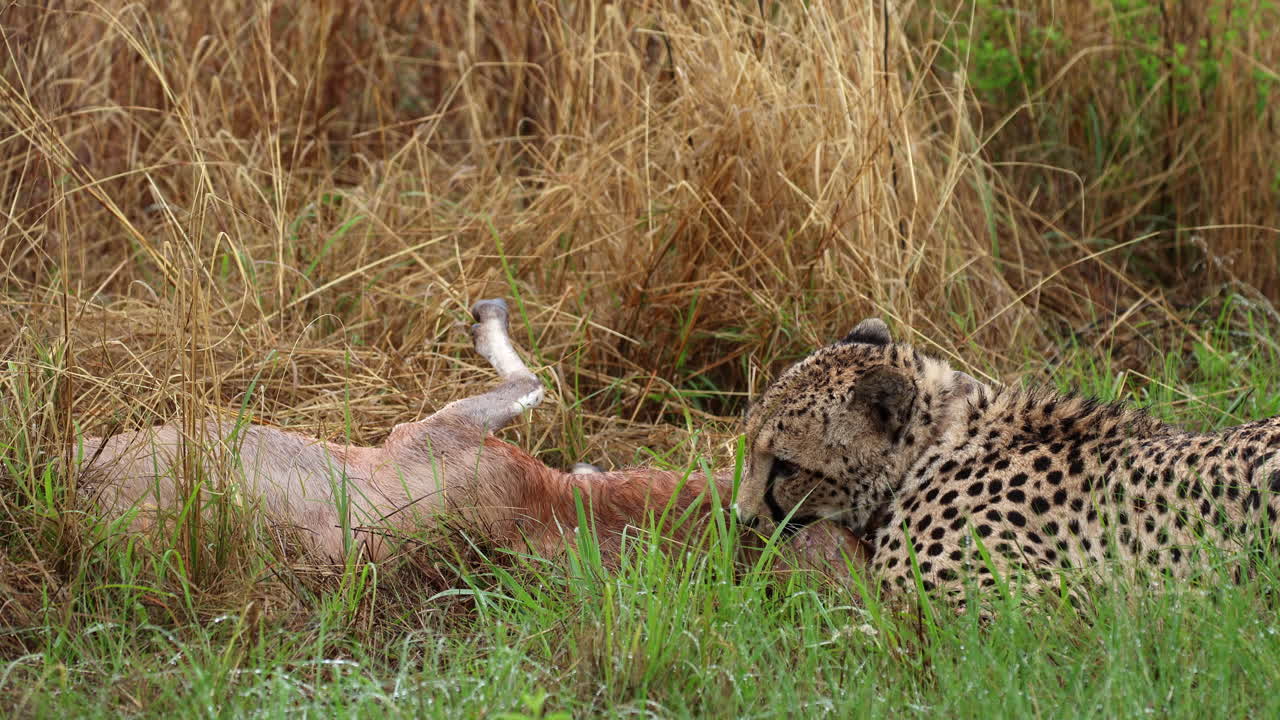 Blesbok antelope takes last breath as cheetah is latched to its throat in grass