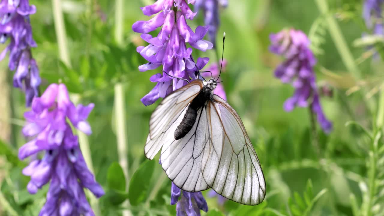 Mating of butterflies. Butterfly Aporia crataegi, the black-veined white, is a large butterfly of the family Pieridae