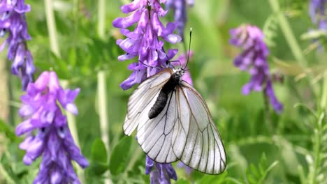 mating of butterflies. butterfly aporia crataegi, the black-veined white, is a large butterfly of the family pieridae
