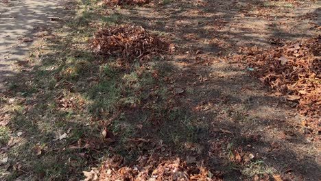 panning shot of piles of autumn leaves along maritsa river ready to be collected