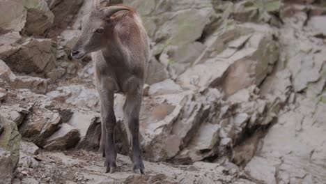 west caucasian tur, capra caucasica, goat-antelope stands on rocks, looks around