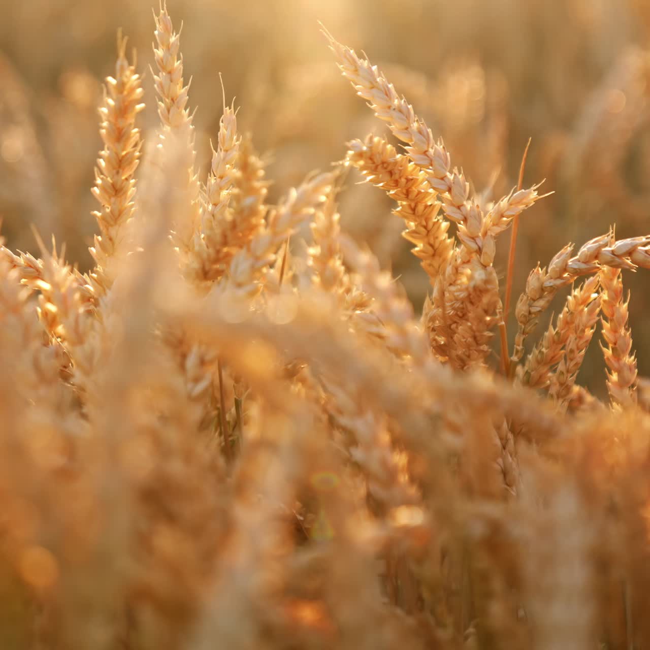 Hand of an old male touching ripe ears of corn in the field. Beautiful ripe spikelets in the rays of sun. Close up