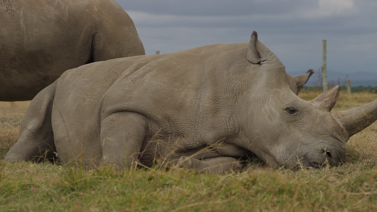 Endangered female Northern White Rhinoceros in Ol Pejeta, Kenya