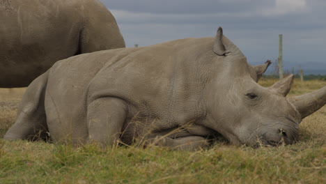 rinoceronte blanco del norte hembra en peligro de extinción en ol pejeta, kenia