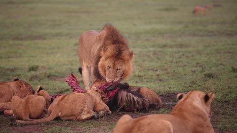 lion eating a wildebeest kill on safari on the masai mara reserve in kenya africa