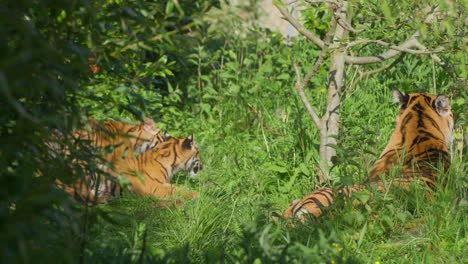 cute sumatran tiger cubs play fighting and pouncing on each other in the sun surrounded by grass environment next to mother