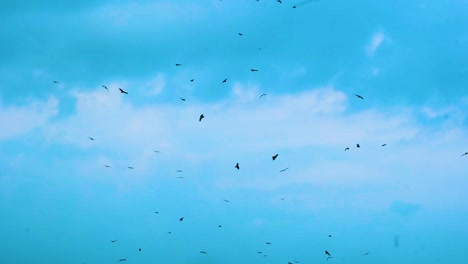 a flock of eagle or vulture birds swirling in the vast blue sky