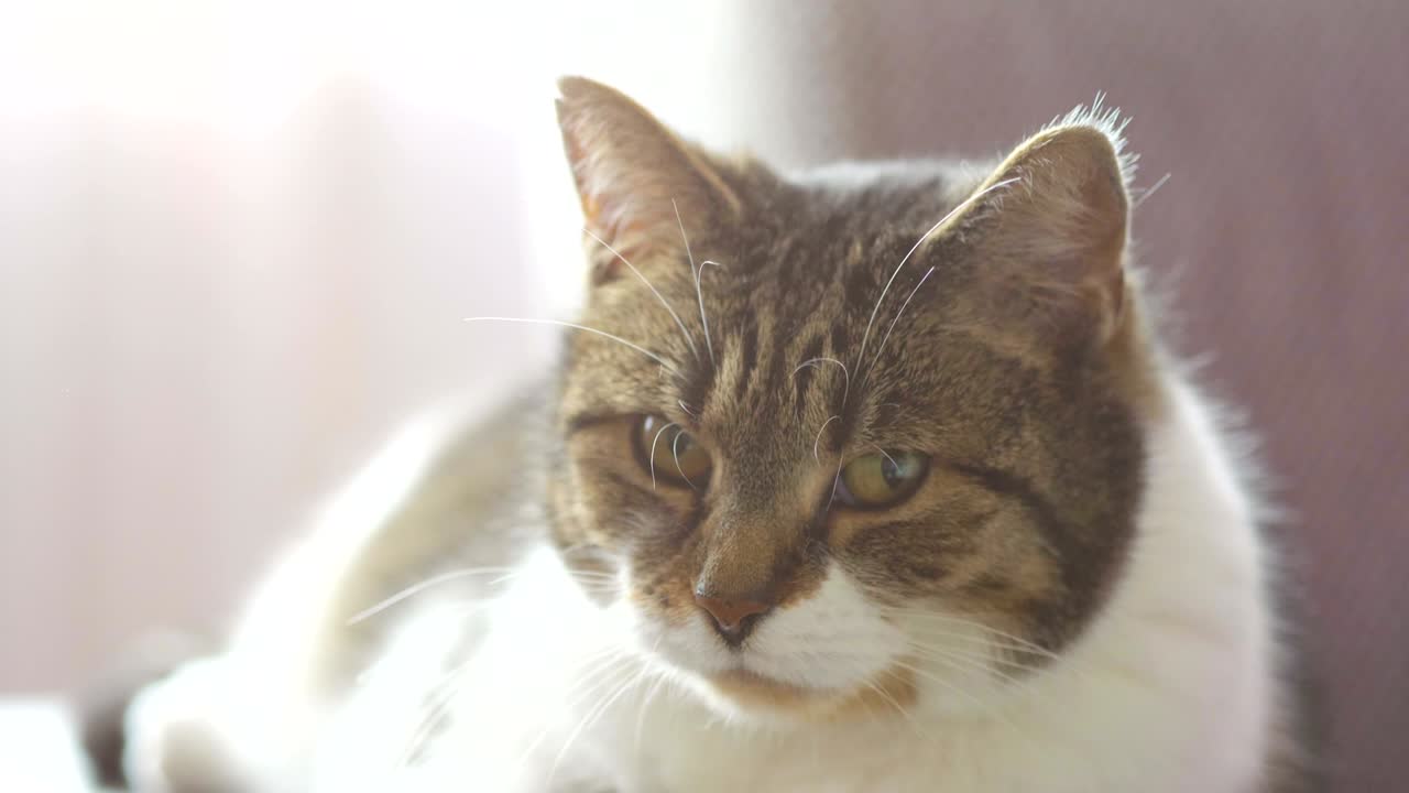Gatto che guarda la telecamera al rallentatore in 4k