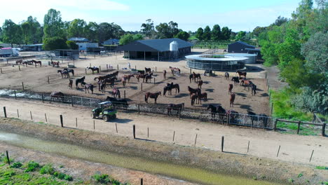 caballos en un corral mezclándose en una granja, sobrevuelo de drones