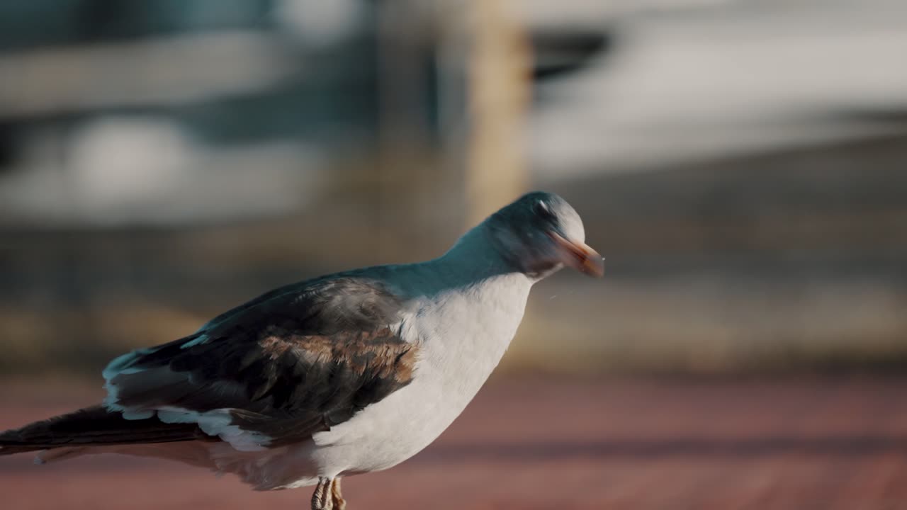 la gaviota delfina caminando en un día de brisa en la tierra del fuego, argentina