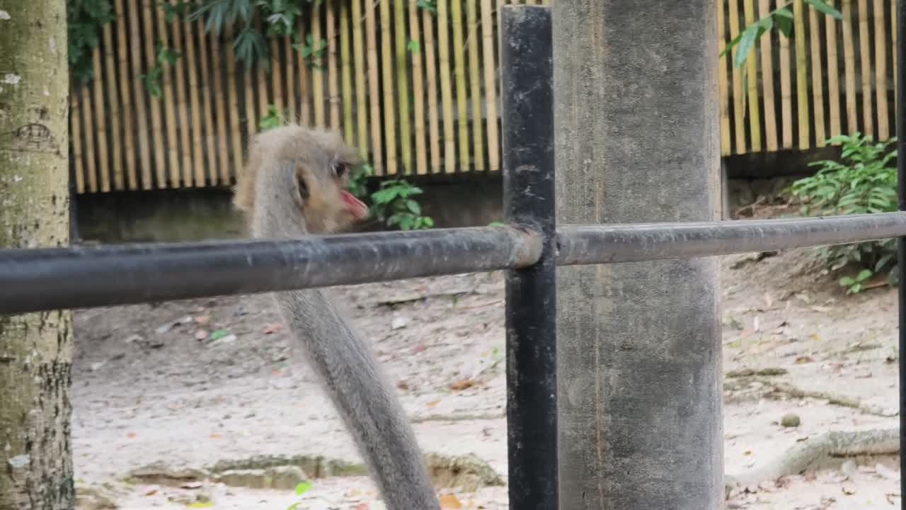 동물원 에 있는 새우