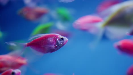 glofish fluorescently colored genetically modified aquarium fish, close up