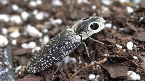 an eyed click beetle  stands on dirt