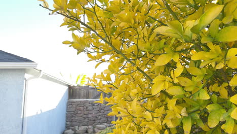 An-orange-tree-close-up