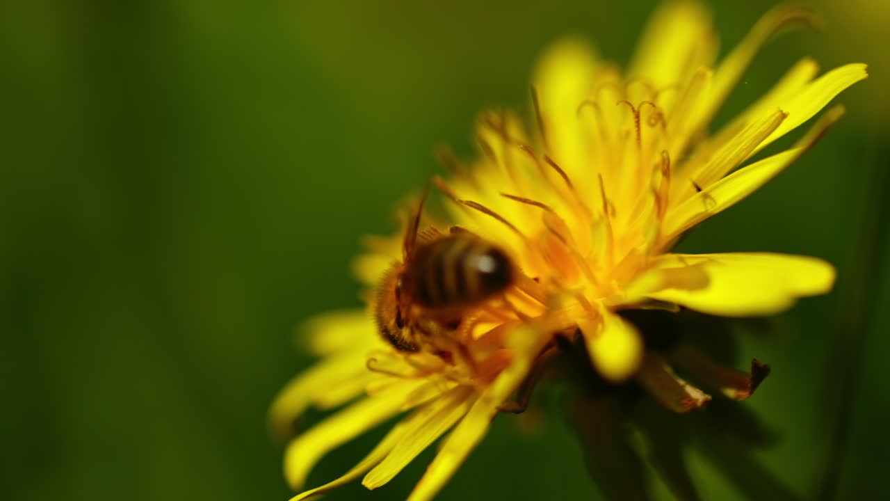 Bee lands on yellow flower head collecting pollen in bright outdoor spring scene