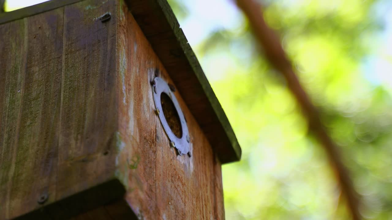 primer plano de un lindo ratón pequeño en la entrada de su caja de pájaros con comida en su pico